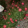 Omar Tafolla673 - @omartafolla5 - TikTok