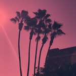 Omar F. Tarzi - @cali_palm - Instagram
