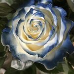 Omar Valle - @omarvalle99 - Instagram
