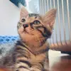 Tiamo meow - @omaryang - TikTok