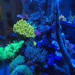 Omari Morris - @unique_reef_creations - Instagram