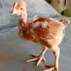 omaaar - @omaririchiirichi - TikTok