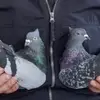 omer hodzic - @omergolubovihodzi - TikTok