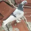 ömer tekin - @omertekin91 - TikTok