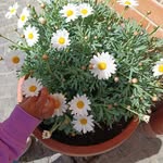 Omma Kulsum - @omma0312 - Instagram