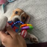 Bailey the Beagle🐾 - @bailey_ona_daily - Instagram