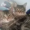onesimorivera75 - @onesimorivera75 - TikTok