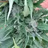 Oneil Johnson - @oneil.johnson60 - TikTok