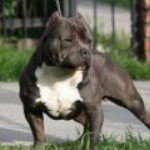 Oneil Tornado Jones - @magnumxl2013_blcksnakemoan - Instagram