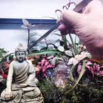 Oneil Thomas - @oneil_the_aquarist - Instagram