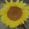 Onelia Perez - @onelia.perez8 - TikTok