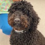 Onyx Bo King - @onyxthe_labredoodle_pup - Instagram