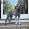 Onyx - @onyx.king724 - TikTok