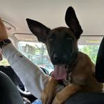 Onyx Rivera Mueller - @onyxbelgianmalinois - Instagram