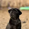 Nyxy the Pixy - @onyxsmith3724 - TikTok