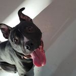 Onyx Murray-Smith - @onyx.the.staffy_ - Instagram