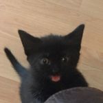 Onyx - @onyx_smithuk - Instagram