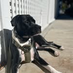 Onyx Smith - @onyxthedog1432 - Instagram