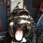 Onyx Smith - @onyx_theschnauzer - Instagram