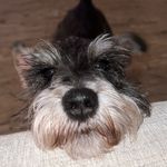 Onyx Smith - @onyxtheminitureschnauzer - Instagram