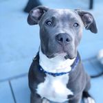 Onyx Smith - @onyxthebluenosepitty - Instagram