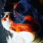Oona-KingCharle Officiel🐶 - @oonakingcharle - Instagram