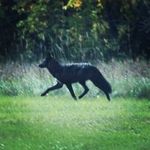 Opal_Alexander - @the.black.wolf.coyote - Instagram