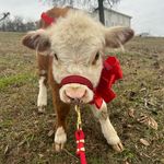 Opal Baker - @opalbaker_theminicow - Instagram
