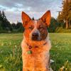 Opal Cat and Baker Dog - @opal_baker - TikTok