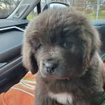 Opal Matzah-Ball - @omg.omb.da.floofy.newfy - Instagram