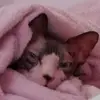 Ritkán nézek fel erre a fiokra - @lola.opalball - TikTok