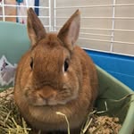 Opal Barrett - @opalthebun - Instagram