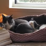 Opal & Bean - @therealopalandbean - Instagram