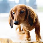Opal & Fredo - @opal_bean - Instagram