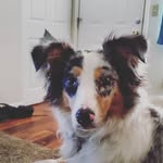Opal Bean - @opalbeanaussie - Instagram