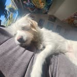 Opal Bean - @opalitethesocialite - Instagram