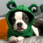Opal Bean Marie - @opalthebostonbean - Instagram