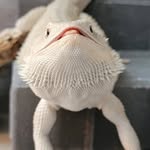Opal - @opal.the.bearded.dragon - Instagram