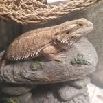 opal - @opal_the_beardie - Instagram