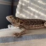 Opal - @opal_thebeardeddragon - Instagram