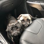 Opal & Odie Bond - @opalandodie - Instagram