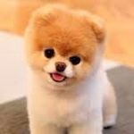 Boo The Dog - @boothedogoffical - Instagram