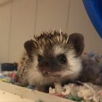 Penelope, Opal And Bruce - @happy_hedgiehogs - Instagram