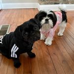 Ozzie & Opal Bryant - @ourshihtzudontstink - Instagram