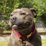 Opal | Staffordshire Bull Terrier | - @opal.the.blue.staffy - Instagram