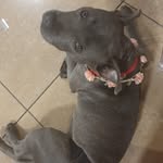 Opal Blue Moon Bull🐶 - @opal_thestaffy - Instagram