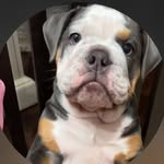 Opal💞 - @opal.bulldog - Instagram