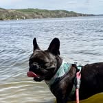 Opal - @opal.thefrenchbulldog - Instagram