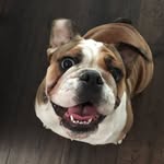 Opal - @opal_bulldog - Instagram