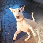 Opal - @opal_the_bull_terrier - Instagram
